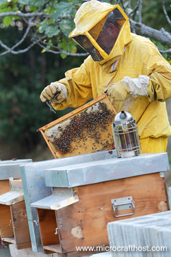 beekeeper tending hives